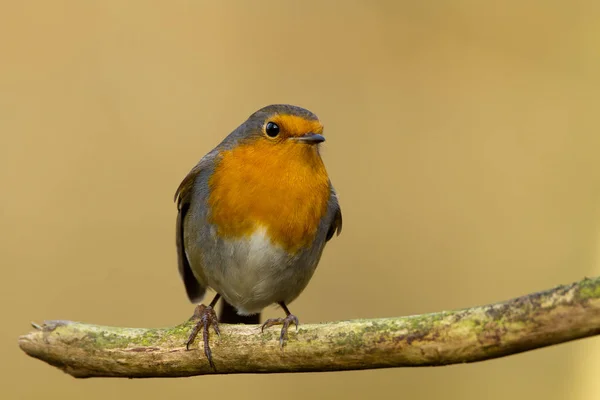 Roztomilý ptáček Robin, na přírodě — Stock fotografie