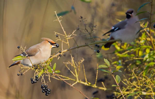 Bohemian Waxwing birds — Stock Photo, Image