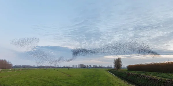 Ő seregélyek Murmurations, sunset a — Stock Fotó