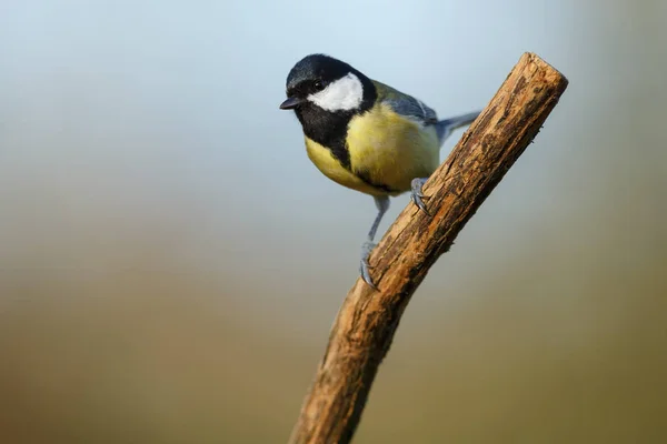 Great tit bird — Stock Photo, Image