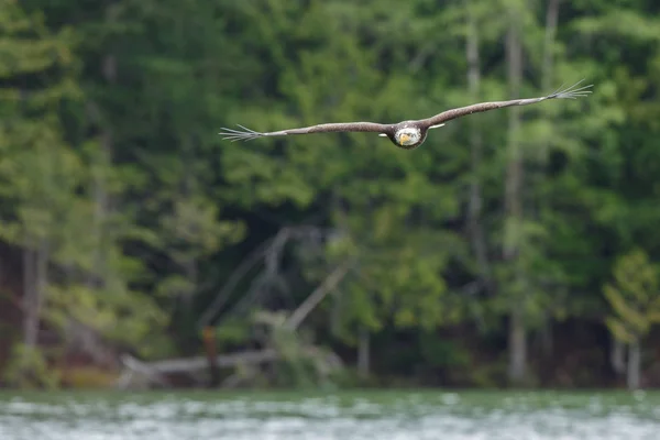 Aquila calva in volo — Foto Stock