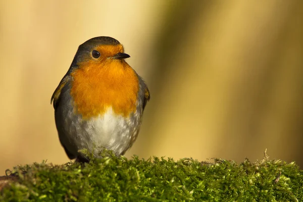 Mignon Robin oiseau sur la nature — Photo