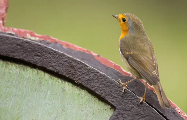 Mignon Robin oiseau sur la nature — Photo