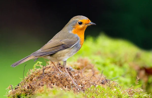 Lindo Robin pájaro en la naturaleza —  Fotos de Stock