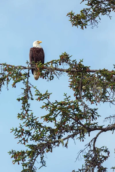 Kel kartal kuşu — Stok fotoğraf