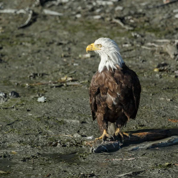 Pájaro águila calva — Foto de Stock