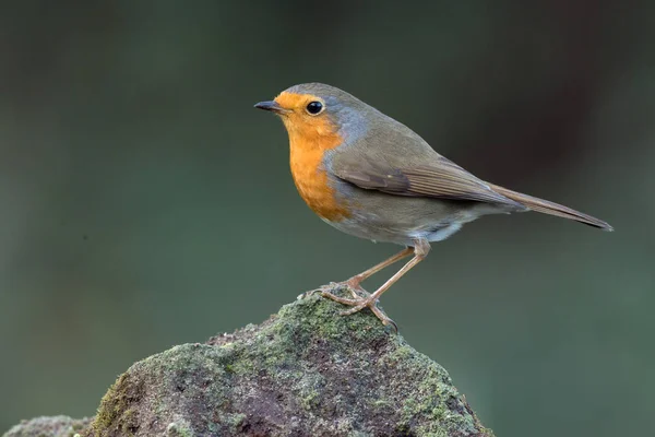 Robin pták na větvičce — Stock fotografie