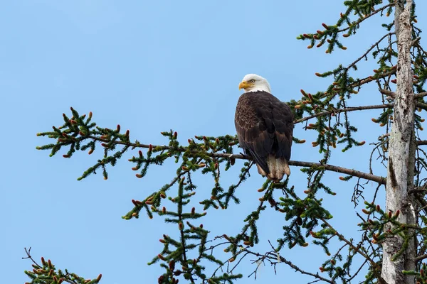 Bald eagle bird — Stock Photo, Image