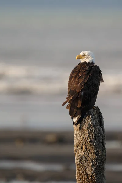 美国的秃头鹰 — 图库照片