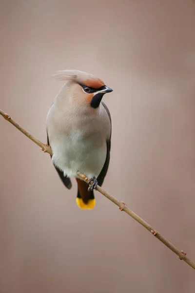 Bohemiska Sidensvansar uppflugen på en kvist — Stockfoto