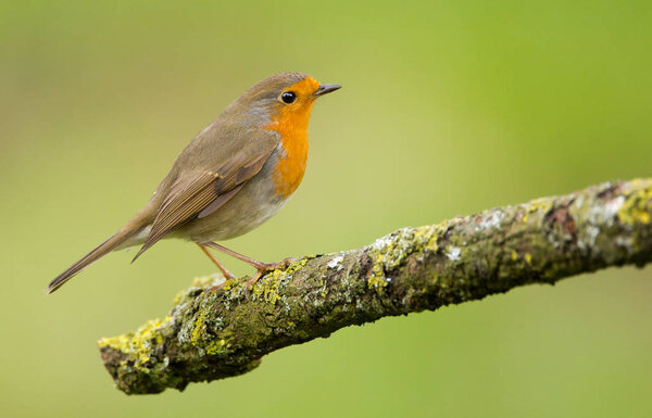 cute  Robin bird on nature