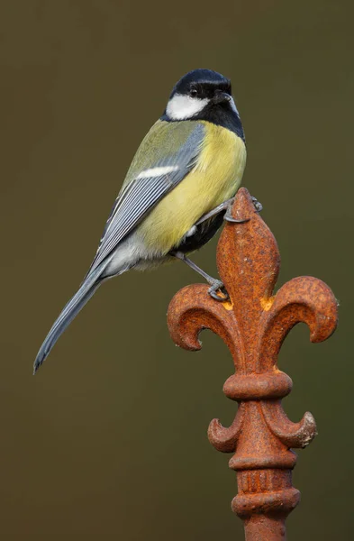 Great tit bird — Stock Photo, Image