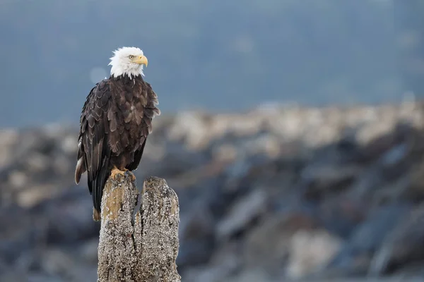 Amerikanska skallig örn — Stockfoto