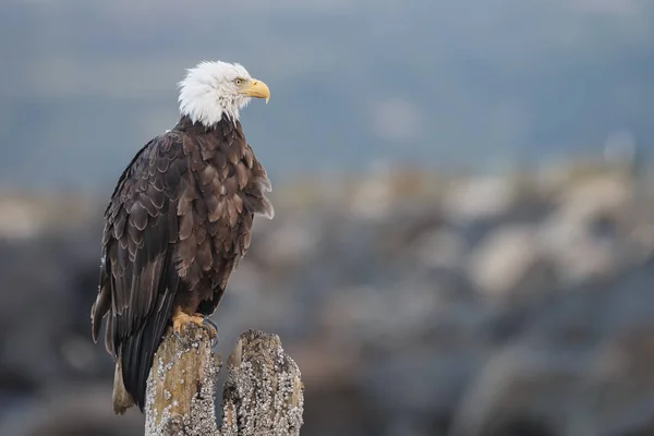 Amerikanska skallig örn — Stockfoto