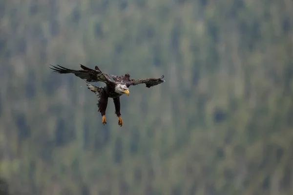 Bald Eagle ใน เที่ยวบิน — ภาพถ่ายสต็อก