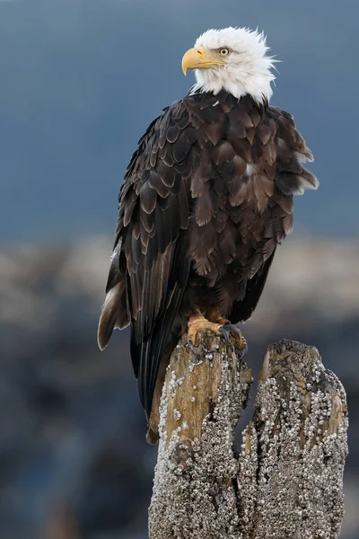 Pygargue à tête blanche — Photo