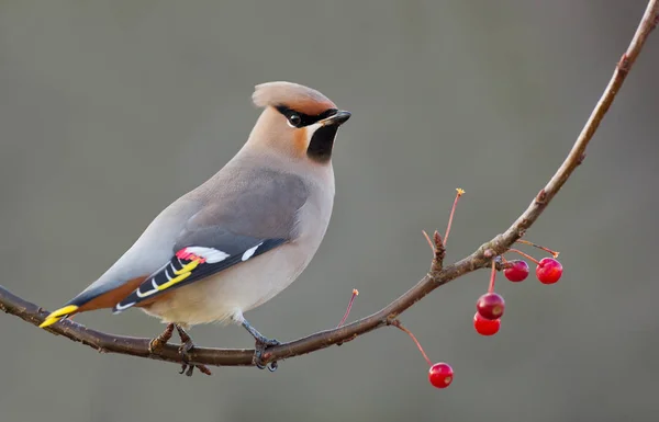 Bohemian waxwing perched on a twig — Stock Photo, Image