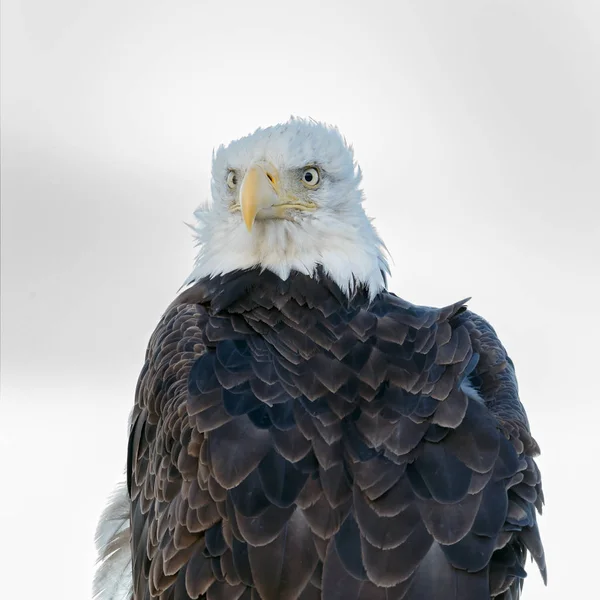 Amerikanischer Weißkopfseeadler — Stockfoto