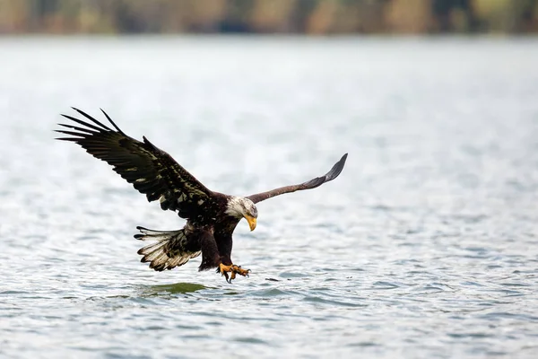Bald Eagle jacht — Stockfoto