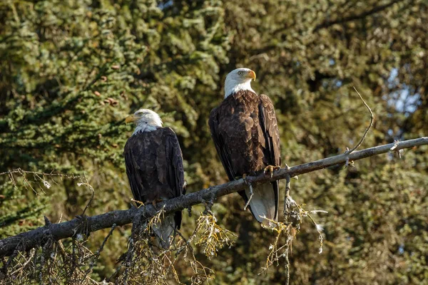 Uccelli aquila calva — Foto Stock