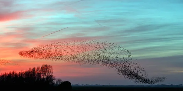 Hij Murmurations van spreeuwen op zonsondergang — Stockfoto