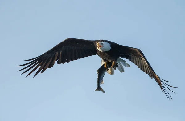 Águia careca em voo com uma grande captura — Fotografia de Stock