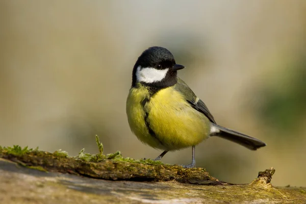 Great tit bird — Stock Photo, Image