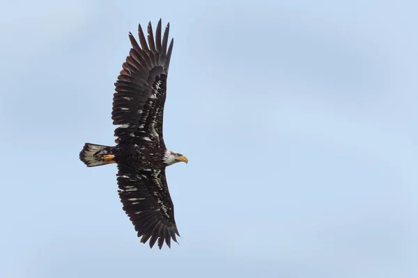 Kel kartal uçuyor — Stok fotoğraf