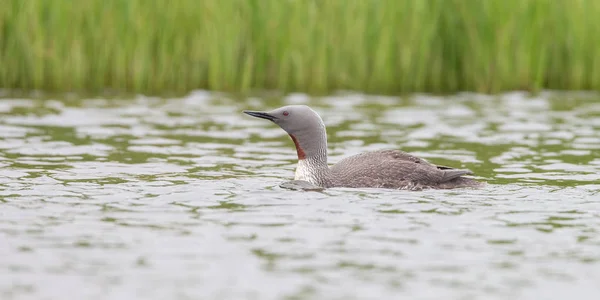 Red-throated loon — Stock Photo, Image