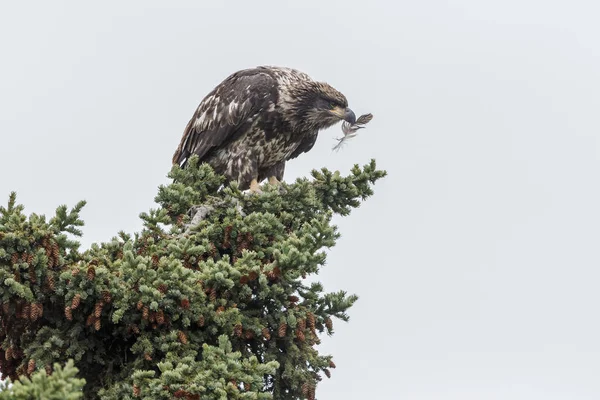 Juveniel bald eagle on top of a tree — Stock Photo, Image