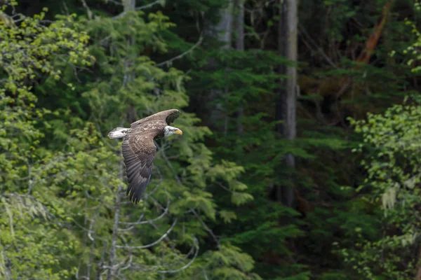 Aquila calva in volo — Foto Stock