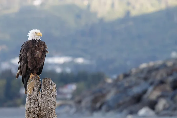 Amerikanischer Weißkopfseeadler — Stockfoto