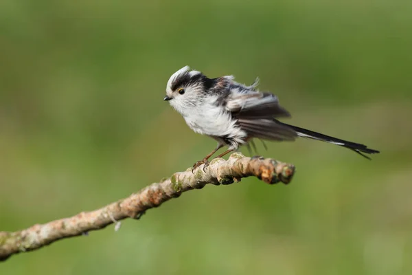Long tailed Tit perched on a twig — Stock Photo, Image