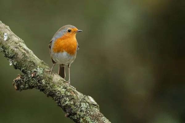 Lindo pájaro Robin en una ramita —  Fotos de Stock