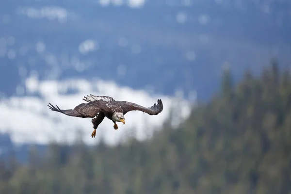 Weißkopfseeadler im Flug — Stockfoto