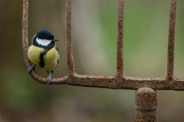 Great tit bird — Stock Photo, Image