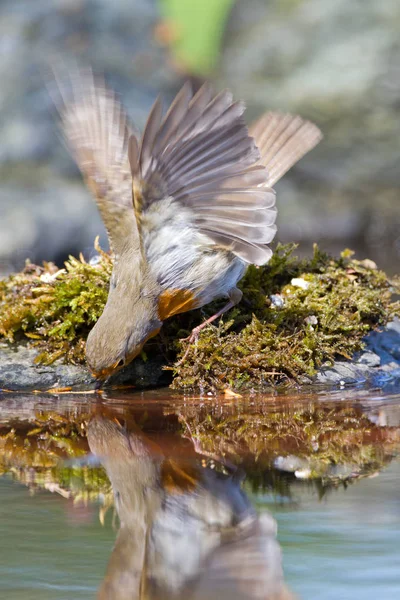 Roztomilý ptáček Robin, na přírodě — Stock fotografie