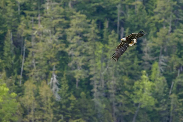 Aquila calva in volo — Foto Stock