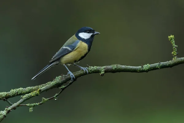 Great tit bird — Stock Photo, Image