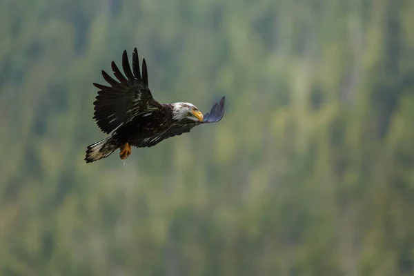 Aquila calva in volo — Foto Stock