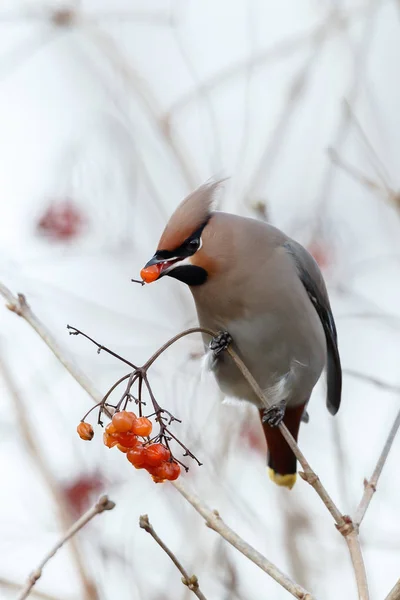 Bohemian Waxwing encaramado en una ramita —  Fotos de Stock