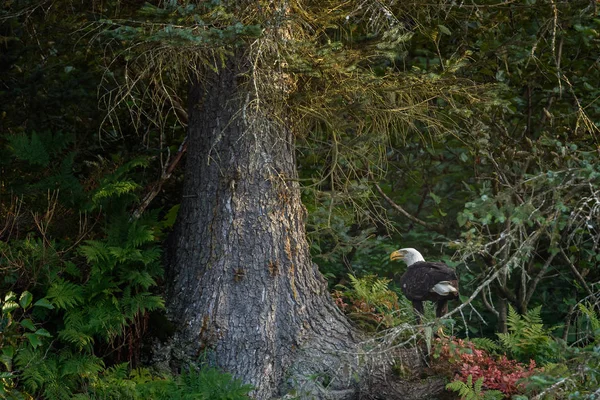 Fläckig örnfågel — Stockfoto