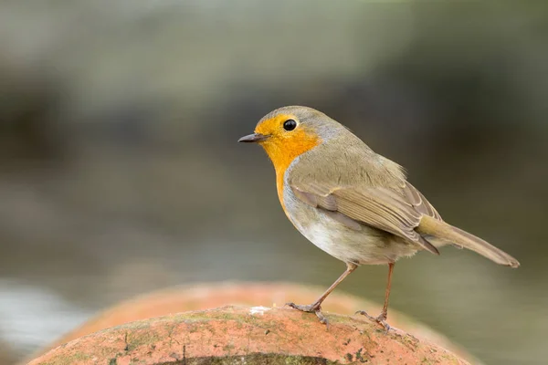Roztomilý ptáček Robin, na přírodě — Stock fotografie