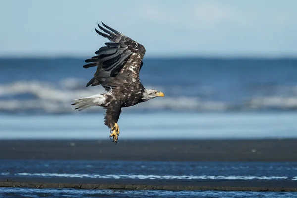 Fotos De Aguila En Vuelo De Stock Aguila En Vuelo Imagenes Libres De Derechos Depositphotos