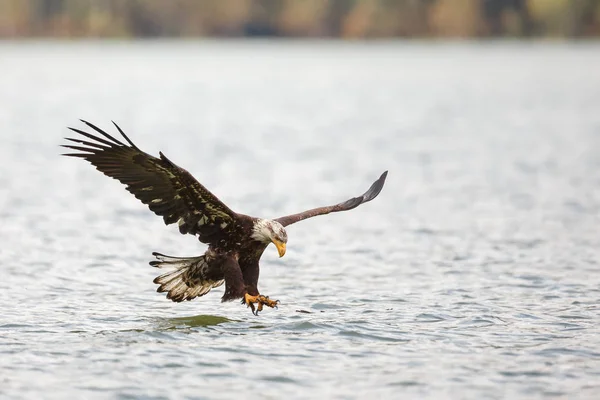 Aguila caza fotos de stock, imágenes de Aguila caza sin royalties |  Depositphotos