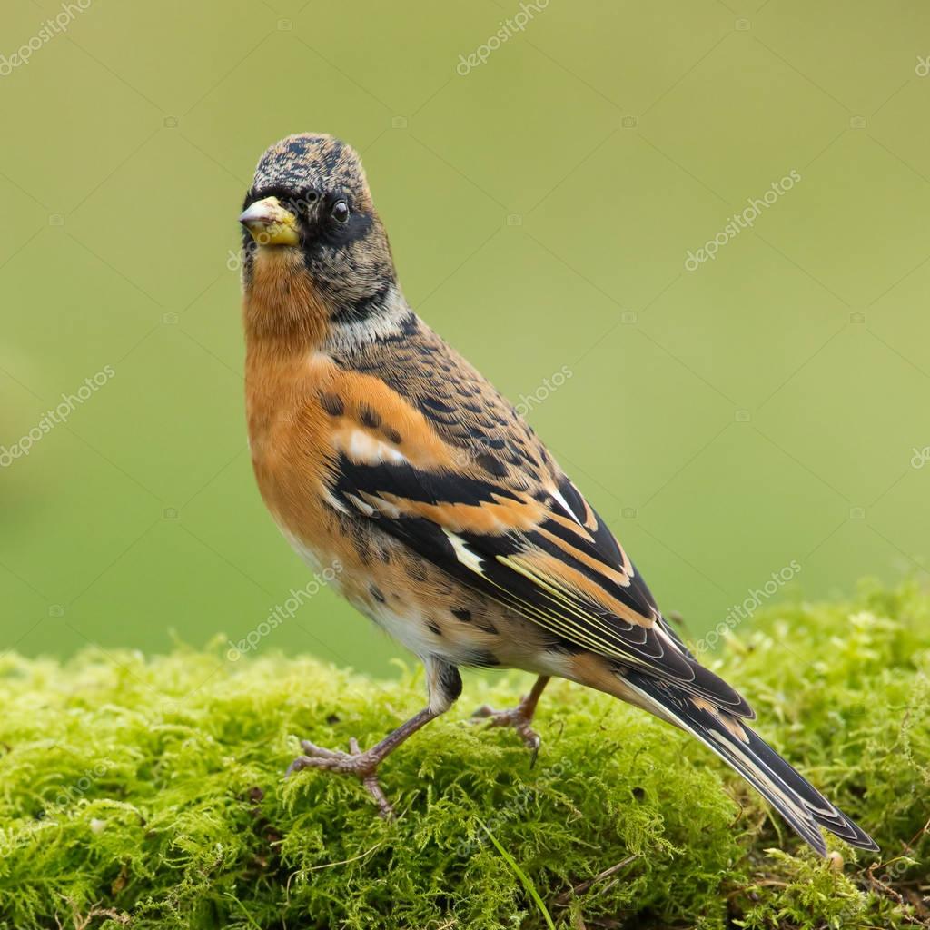 Brambling fringilla montifringilla — Stock Photo © MennoSchaefer