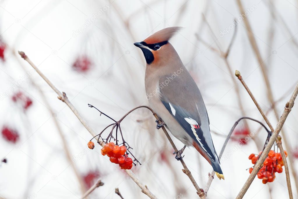 Bohemian waxwing perched on a twig