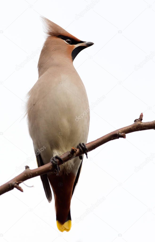 Bohemian waxwing perched on a twig