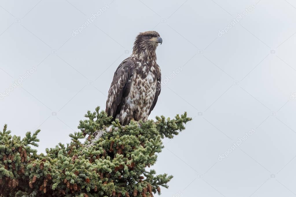 [Jeu] Association d'images - Page 2 Depositphotos_128898802-stock-photo-juveniel-bald-eagle-on-top