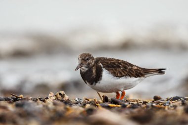 Kırmızı Turnstone kuş